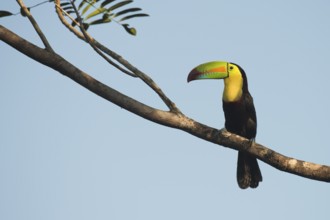 Fishing toucan (Ramphastos sulfuratus), Costa Rica, Central America