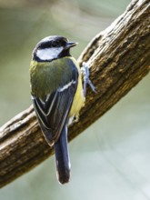 Great Tit, Parus major, bird in forest at winter sun