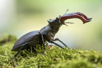 Stag beetle (Lucanus cervus), horned beetle, fire beetle, male with large mandibles, upper jaw,