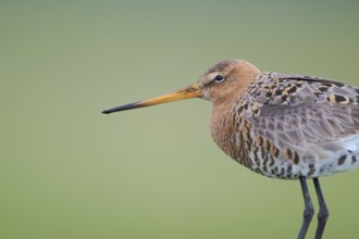 Black-tailed Godwit (Limosa limosa), Lower Saxony, Germany, Europe