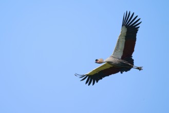 Black crowned crane (Balearica pavonina), captive, Lower Saxony, Germany, Europe