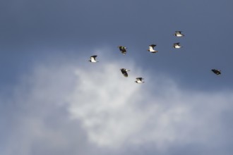 Northern Lapwing, Vanellus vanellus, birds in flight on cloudy sky