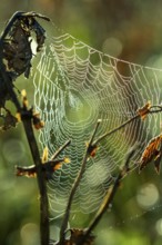 Spider's web with dewdrops, Indian summer, Sachsenkam, Tölzer Land, Alpine foothills, Upper