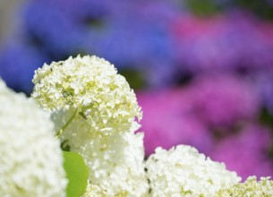 Garden hydrangea or bigleaf hydrangea (Hydrangea macrophylla), blooming hydrangea, white flowers,