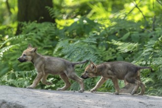 Two pups running through the forest and exploring their surroundings, European gray wolf (Canis