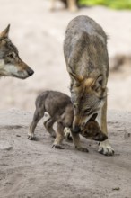 An adult wolf cares for a wolf pup in the forest, European grey gray wolf (Canis lupus), Germany,