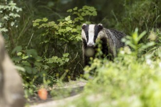 Badger partially hides behind plants and observed, european badger (Meles meles), Germany, Europe