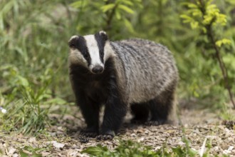 A badger standing in the green forest in summer, european badger (Meles meles), Germany, Europe