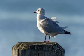 Black-headed Black-headed Gull (Chroicocephalus ridibundus) on wooden post, Chiemsee, Chiemgau,