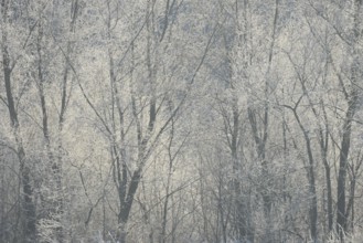 Winter landscape, trees covered with hoarfrost, backlit, North Rhine-Westphalia, Germany, Europe