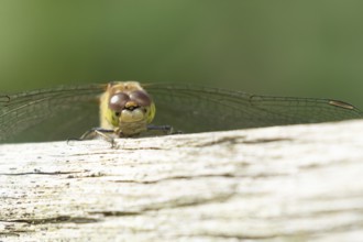 Common darter dragonfly (Sympetrum striolatum) adult insect resting on a wooden log, Suffolk,