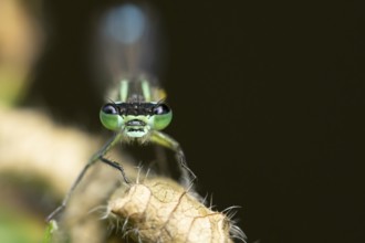 Common blue damselfly (Enallagma cyathigerum) adult insect resting on a leaf, Suffolk, England,