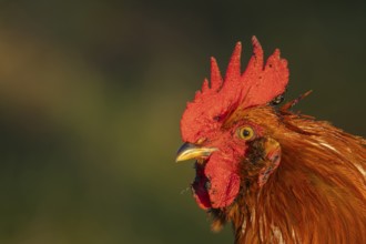 Chicken (Gallus gallus domesticus) adult male rooster or cockerel bird head portrait, England,