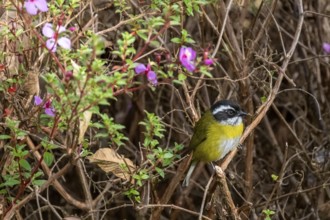 White-browed Bushtangar (Chlorospingus pileatus), Los Quetzales National Park, Costa Rica, Central