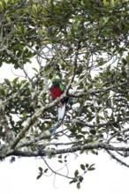 Resplendent quetzals (Pharomachrus mocinno) sitting on a tree in the cloud forest, Parque Nacional