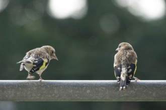 Small goldfinches, summer, Germany, Europe