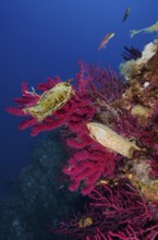 Egg capsule of large spotted catshark (Scyliorhinus stellaris) attached to Violescent sea-whip