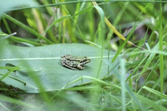 Green frog (Pelophylax esculentus), leaf, green, summer, The pond frog sits on a green leaf between