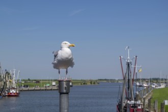 Herring Gull (Larus argentatus) at the harbour of Greetsiel, Krummhörn, East Frisia, Lower Saxony,