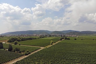 Flight over the vineyards on the Wine Route in the Palatinate wine-growing region, with the