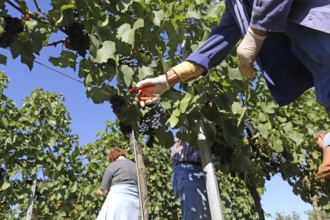 Grape grape harvest: Hand-picking Pinot Noir grapes in the Palatinate (Norbert Groß Winery,