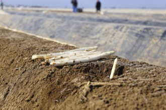 Agriculture asparagus harvest in a field near Mutterstadt, Rhineland-Palatinate