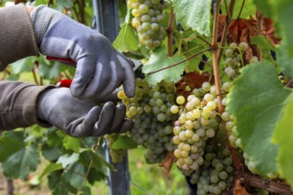 Hand-picking of Chardonnay grapes in the Palatinate (Norbert Groß winery, Meckenheim)