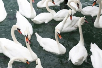 A flock of swans, swan (Anatidae), duck bird, white, seabird, fauna, swimming, swims, animal, bird,