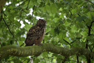 Eurasian eagle-owl (Bubo bubo), adult male, sitting in a tree, Ewald colliery, Herten, Ruhr area,