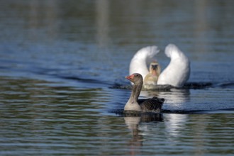 Greylag goose (Anser anser) and mute swan (Cygnus olor), greylag goose being chased by a