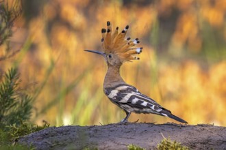 Hoopoe (Upupa epops) Bird of the Year 2022, raised bonnet, feeding the young bird, golden hour,