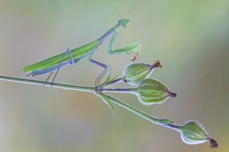 European mantis (Mantis religiosa) mantis, Insect of the Year 2017, green variant, male, flowering