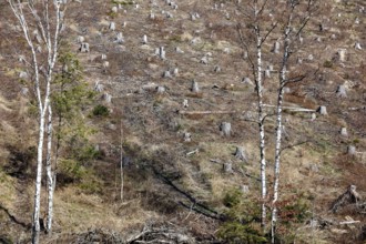 Deforested trees on the banks of the Granetal dam, Langelsheim, 07 04 2023