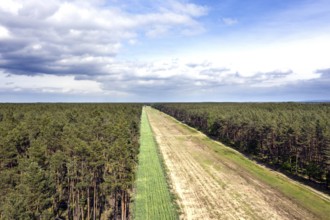 A path in the forest shows the route of the EUGAL pipeline. Hydrogen could be transported via the