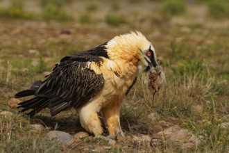 Old bearded vulture (Gypaetus barbatus), sheep hoof, fur remains, Catalonia, Pyrenees, Spain,