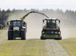 Forage harvesting on an organic farm A forage harvester transports the chopped forage grass into a