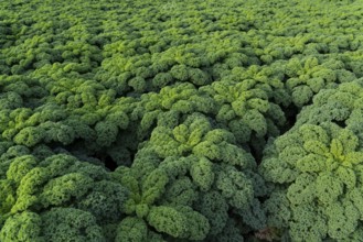 Kale field, growing area in the south of Düsseldorf, Volmerswerth district, on the Rhine, North