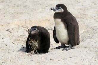 African penguin (Spheniscus demersus), two juveniles, Boulders Beach, Simonstown, Western Cape,