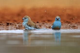 Angolan butterfly finch (Uraeginthus angolensis), blue-eared butterfly finch, adult, two birds, at