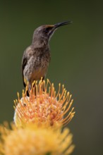 Cape Honeybird (Promerops cafer), adult, male, on flower, Protea, singing, Kirstenbosch Botanical