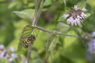 Dangling sunlover (Helophilus pendulus), Emsland, Lower Saxony, Germany, Europe