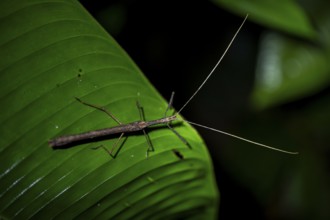 Stick insect (Phasmatodea) sitting on a leaf, at night in the tropical rainforest, Refugio Nacional