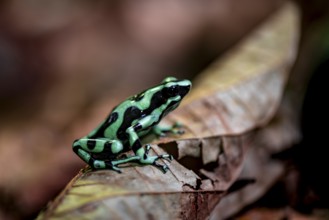 Green and black poison dart frog (Dendrobates auratus) on a leaf, Heredia Province, Costa Rica,