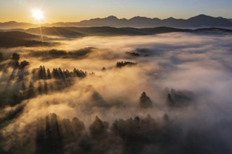 Aerial view of trees in fog in front of mountains, sunrise, summer, view of Benediktenwand and