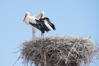 White storks (Ciconia ciconia) on the nest, Algarve, Portugal, Europe