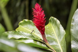 Alpinia purpurata, red flower, Laguna de Hule, Alajuela province, Costa Rica, Central America