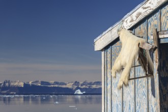 Polar bear skin hanging on house, Inuit settlement on fjord in front of mountains, sunny,