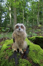 Eurasian Eagle-owl (Bubo bubo), juvenile, subadult, sitting on rocks, attentive, Eifel, Germany,