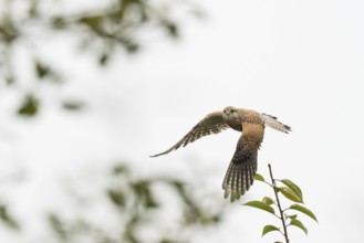 A female Common Kestrel (Falco tinnunculus) flying over a branch with a clear sky in the