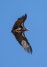 Nubian vulture (Torgos tracheliotos) in flight against a blue sky, adult, Etosha National Park,